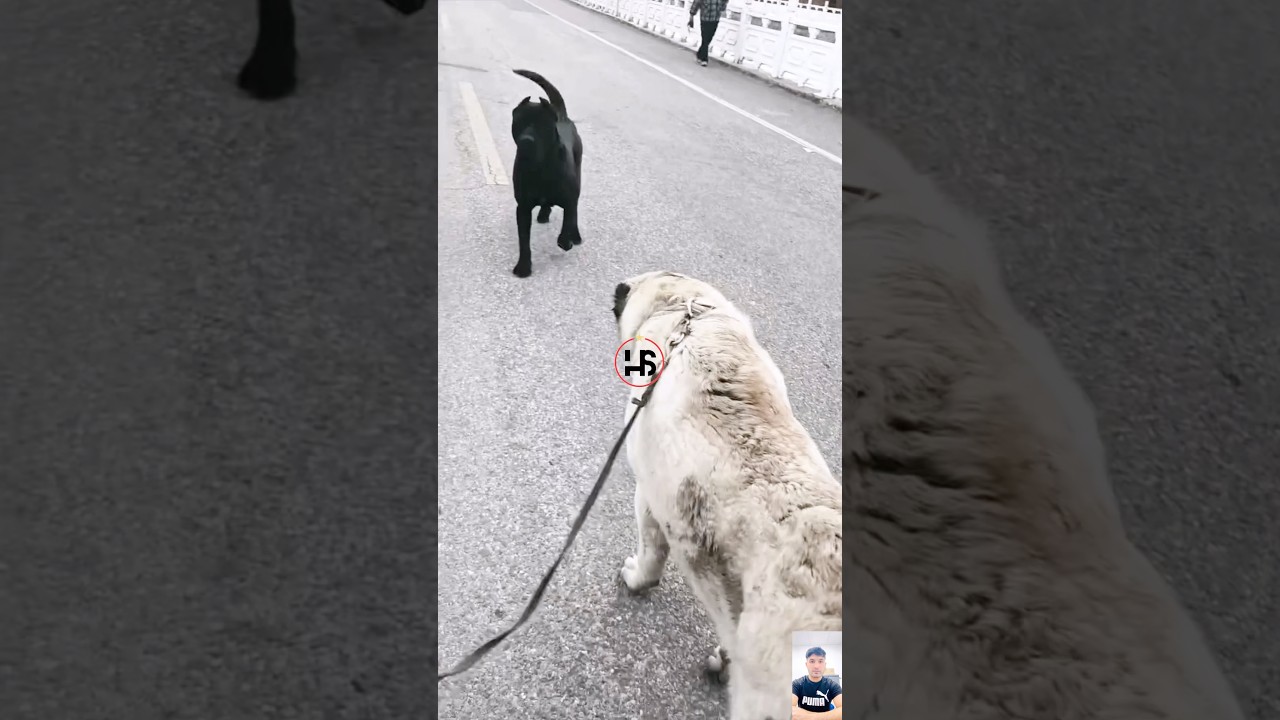 Kangal vs cane corso  😱 Who is the Ultimate Alpha? 🐕⚔️