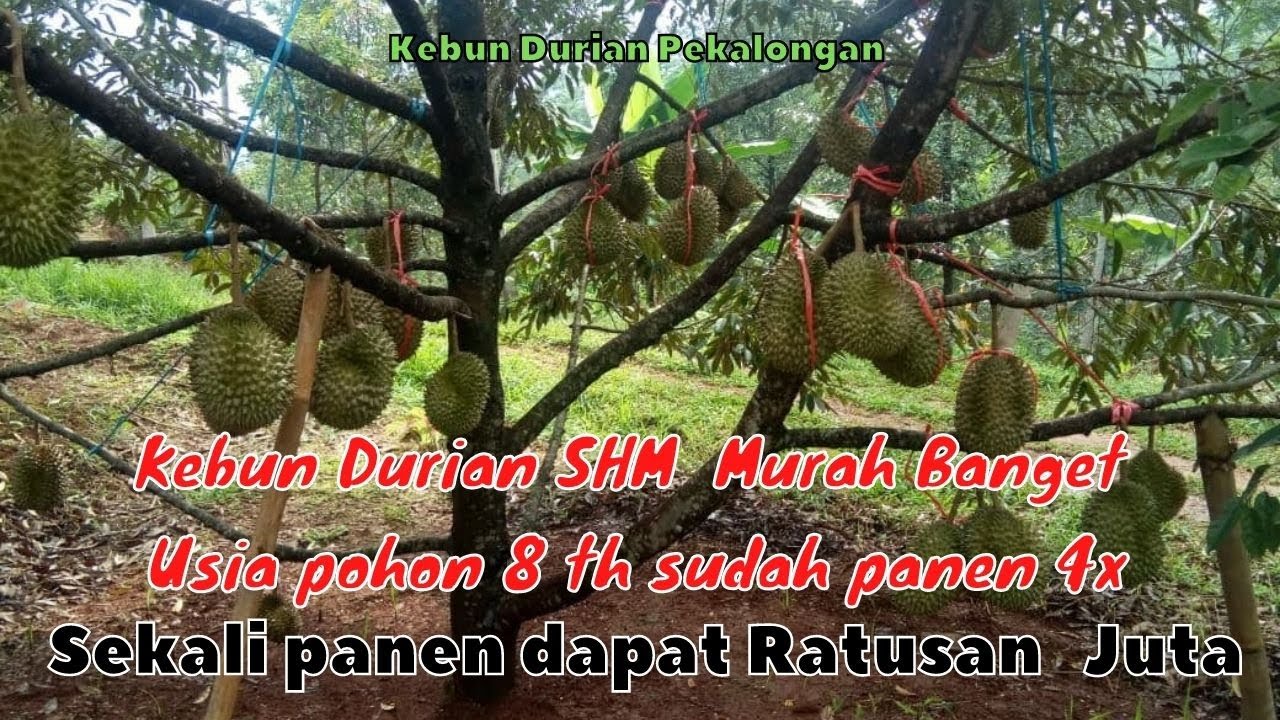 Jual kebun durian Bawor Murah Usia pohon 8 tahun Sudah Panen 4x  di Pekalongan Jateng | 085719287481