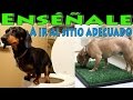 Como Entrenar y Educar a un Perro a Orinar y Hacer Sus Necesidades (Especial Cachorros)