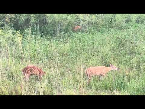 بپریم با مرغ و جادو شویم بپوییم و در چاره آهو شویم فردوسی آهو غزل غزال 