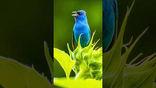 Suara Kicau Burung Indah \u0026 Suara Burung Hutan Bernyanyi – Suara Alam yang Menenangkan untuk Relaksasi, Fokus