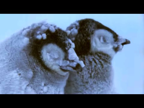 Penguin Chicks Struggle To Survive | Planet Earth | BBC Earth