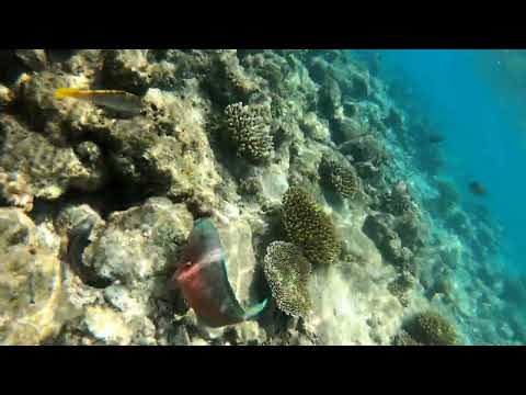 Our first snorkel around the eastern side of the house reef at Kandolhu, Maldives.