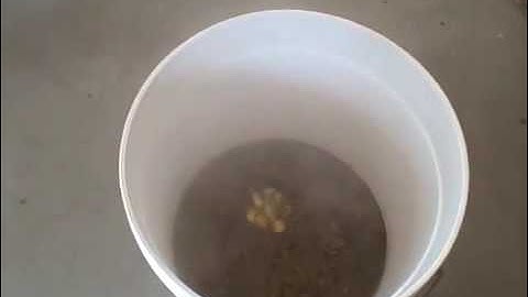 How to Make Dandelion Wine: Dandelion Wine Recipe Part 2