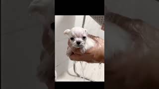 Bichon Frise Puppy Bathing Guide | Puppy Grooming Tips'