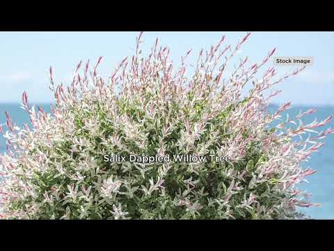 Video: Volblaar Wilgerboom 