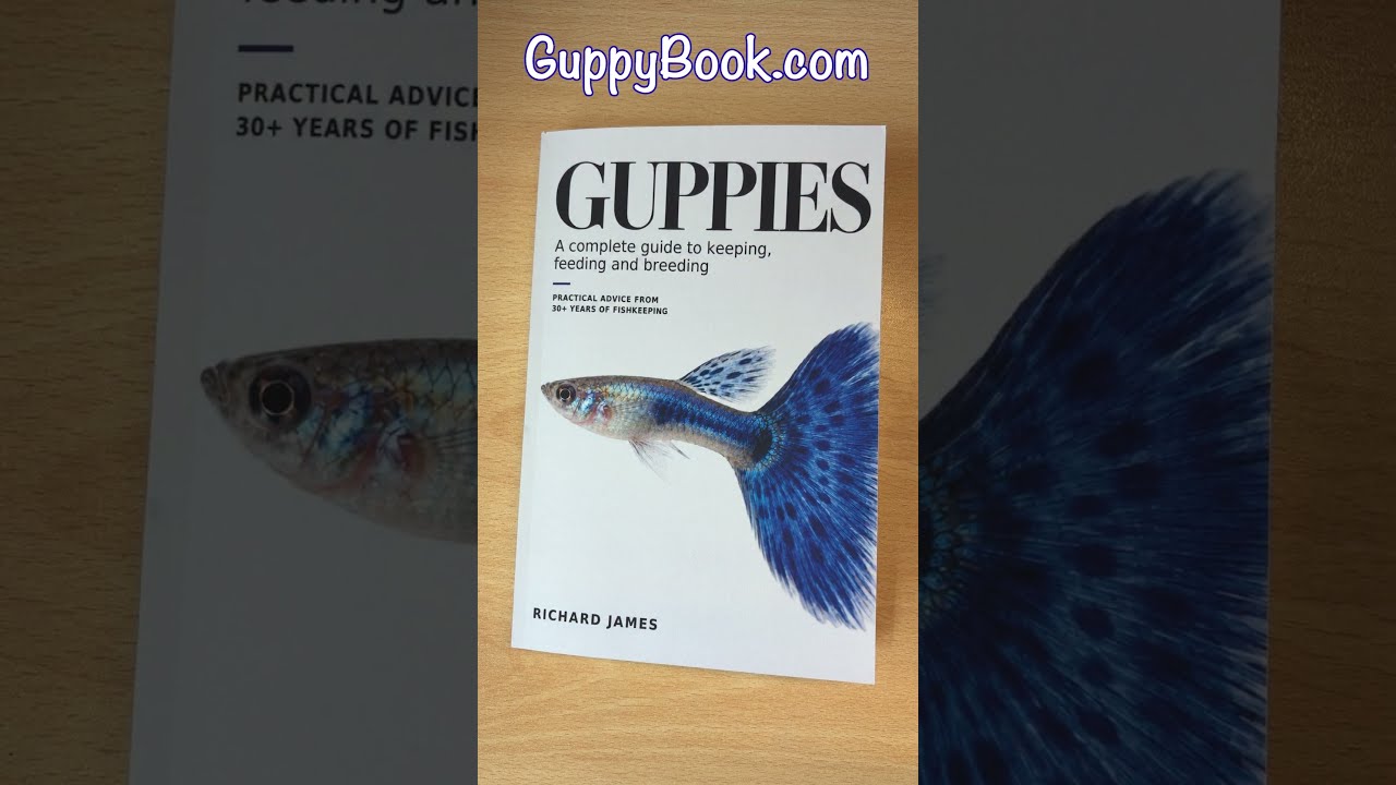 Do guppies need a fasting day? #guppies #fish #tips