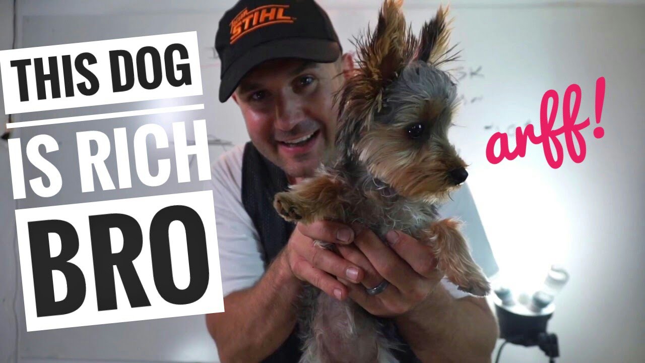 How Much Money Per Day? Basic Budget Ledger & Barking Teacup Yorkie Dog