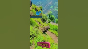 Thumbnail of भैसी लड्यो है माया || Vaisi ladyo hai maya |#shortsvideo |daigy baraili || Bimochana lomgel.