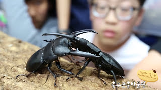 제12회 인섹트페어 충왕전(왕사슴벌레/넓적사슴벌레/곤충싸움대회) - 충우곤충박물관