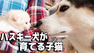 初めて子猫に会った時のハスキー犬の反応がこちら・・・めっちゃ嬉しそう