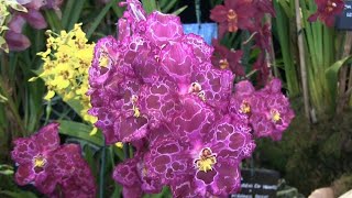 RHS Wisley Orchid Show