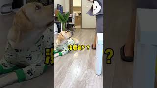 【旺仔很忙🐶】狗子：从来没见过比我还狗的狗子