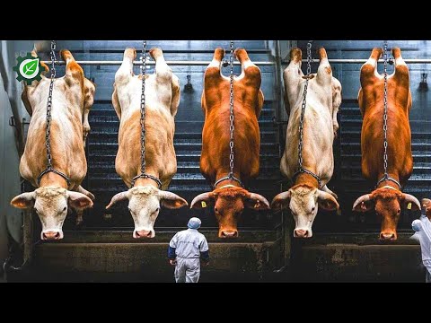 شاهد كيف ت ستخدم التكنولوجيا لتربية آلاف الحيوانات في مزارع أمريكا