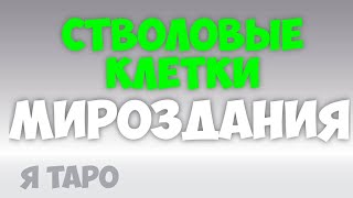 Стволовые клетки мироздания