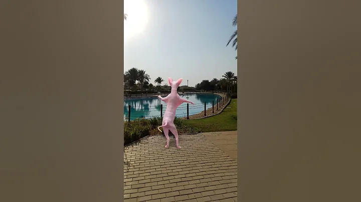 Video 10469561: sphynx cat explore, sphynx cat cute lovely, cute funny sphynx cat, beautiful sphynx cat