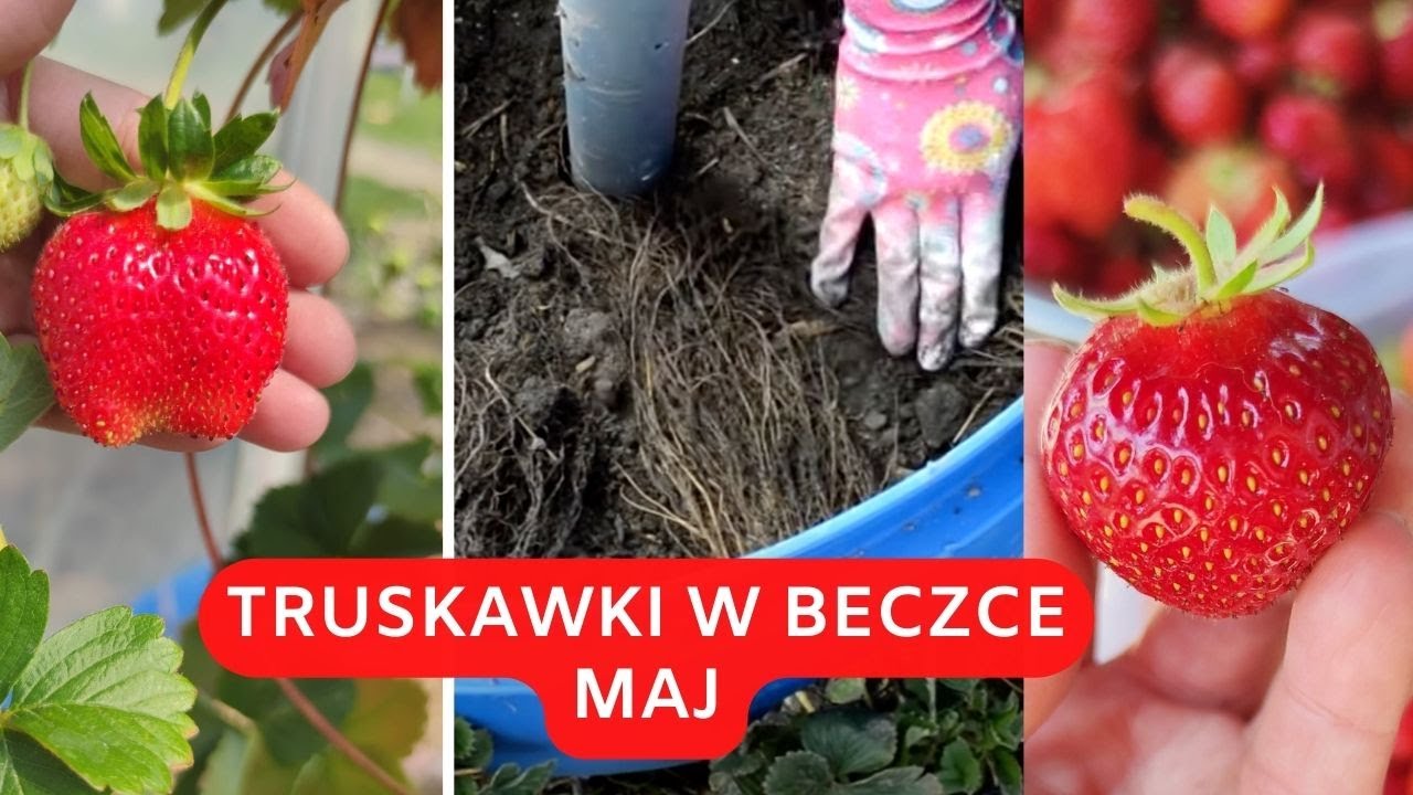 truskawki-w-beczce-co-zrobi-w-pierwszych-dniach-maja-uprawa