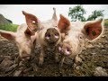 Podcast - Ein Schwein als Haustier