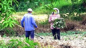 Sống chung với Covid : Cuộc sống vẫn phải tiếp tục trên ruộng đồng - Núi Tô, Tri Tôn, AG 01/12/2021