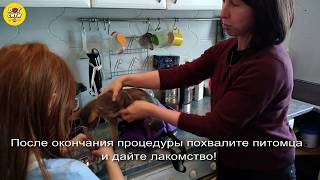 Как давать таблетку кошке Как давать таблетку кошке