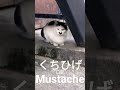 Moustache Cat Kitler