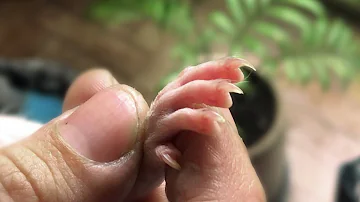Como aparar as unhas de um twister?