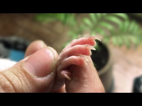 Trimming the nails of my fancy rats