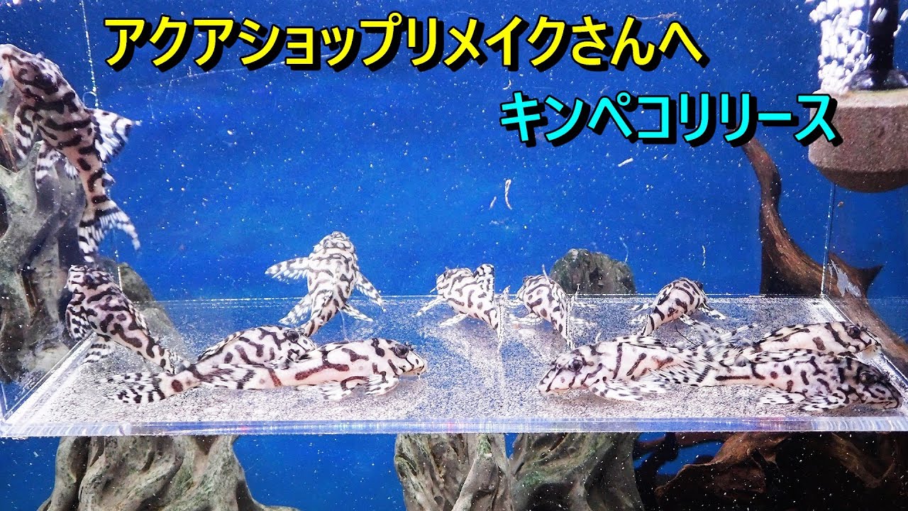 キンペコ第一エースペア、第三エースペア＋3匹 キンペコ放出品 | アクアショップフィン 店長ブログ