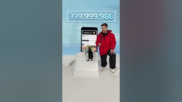 Can I Teach a Penguin To Subscribe #video #extracting #funny #viral