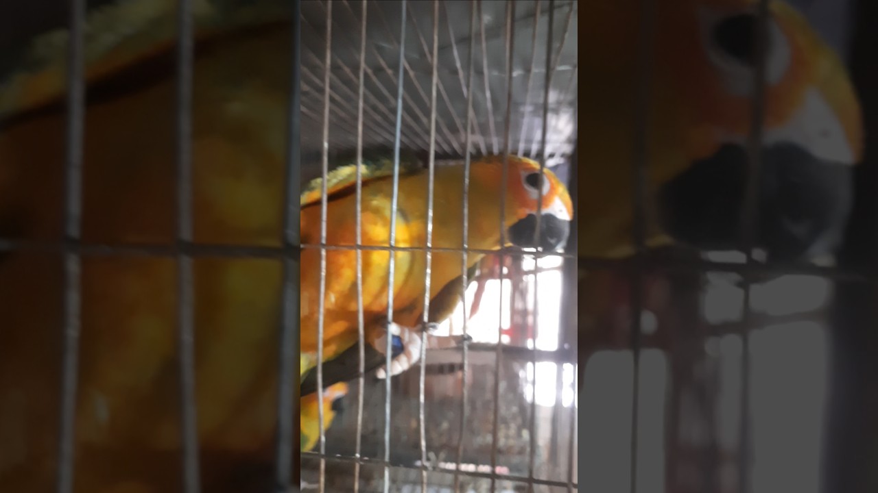 Sun Conure (With DNA)