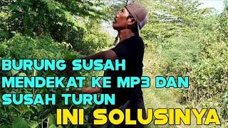 DENGAN PIKAT INI BURUNG YANG TIDAK MAU MENDEKAT KE MP3 DAN SUSAH TURUN TERNYATA BISA DIBODOHIN JUGA