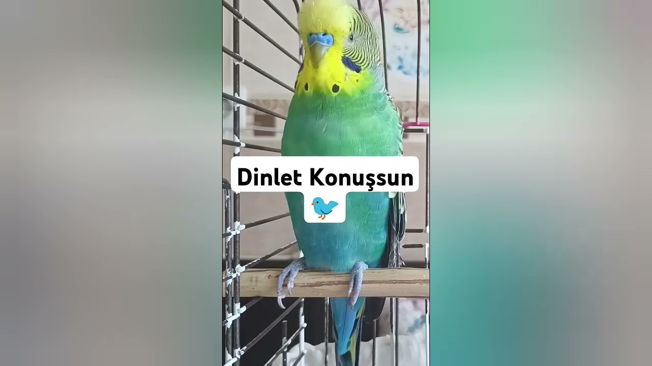 Binlerce Kuşu Konuşturan O Video ( Muhabbet kuşu Konuşturma eğitimi )#muhabbetkuşu