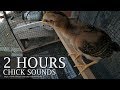 2 HOUR OF LITTLE CHICKENS CHIRPING NOISE