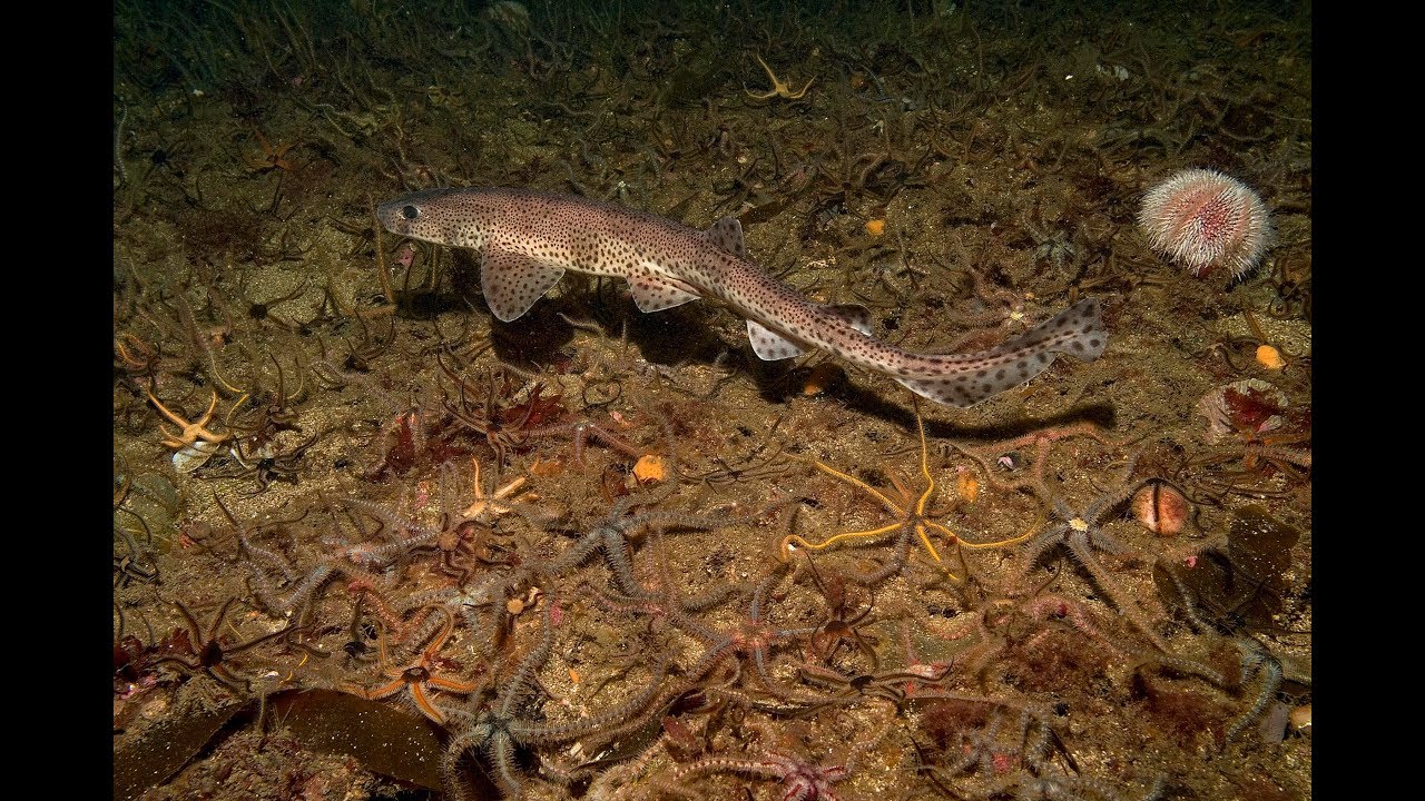 Loch Carron - flame shell beds