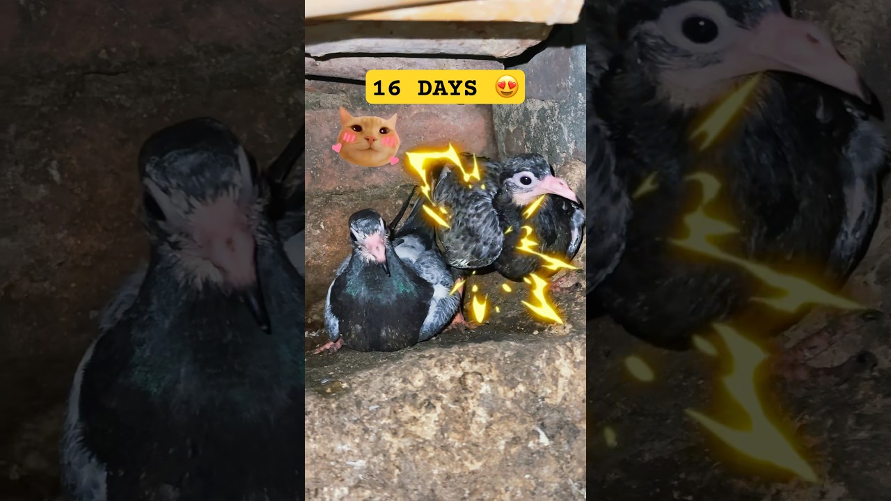 Pigeon🕊️16-day progress results 