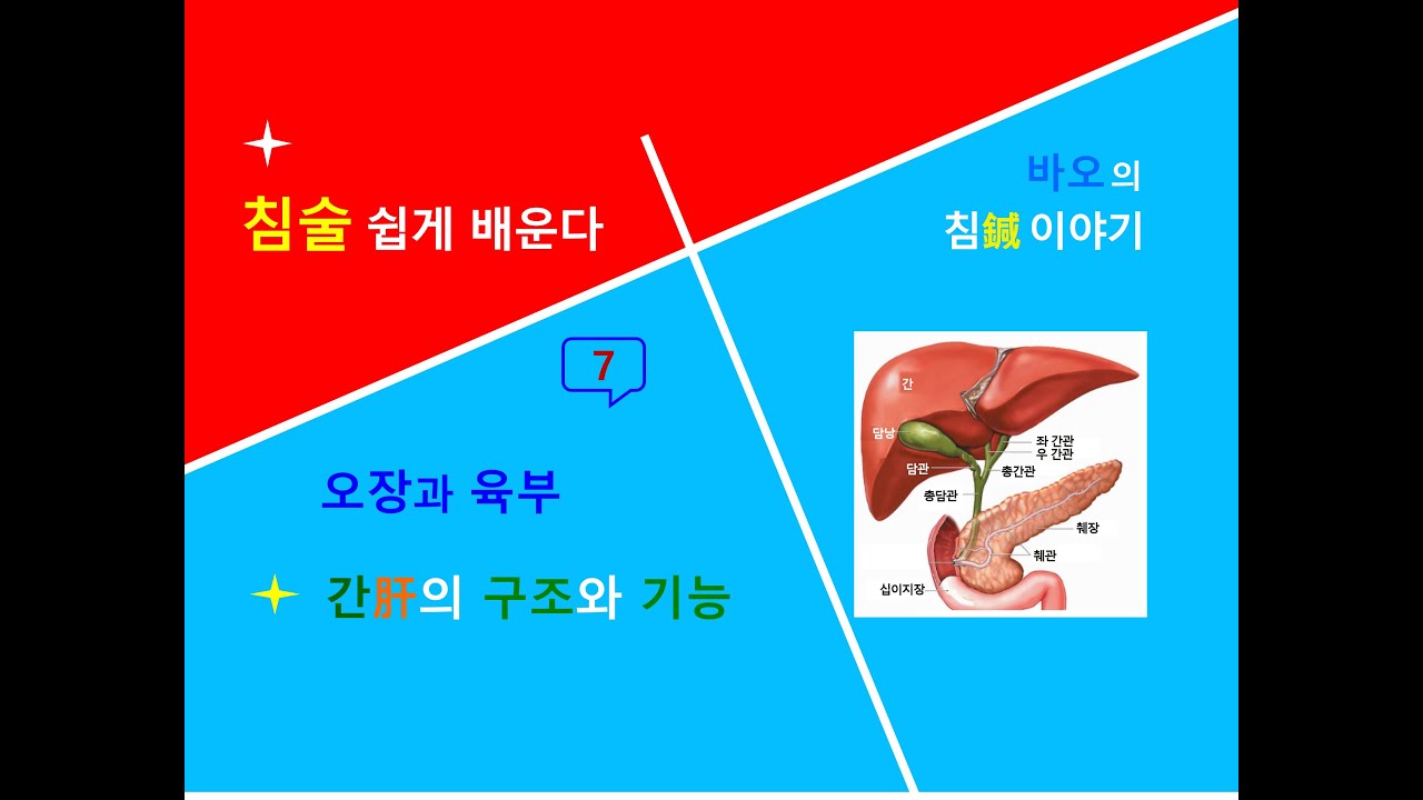 침술 쉽게 7 오장 - 간(肝 Liver)의 구조와 기능, 간의 병증 - YouTube