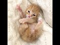 ペット用品店に持ち込まれた、助けが必要な子猫。ひとりの女性に救い出され、幸せな姿をいっぱい見せてくれた!【nekoの部屋】