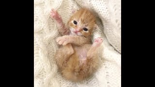 ペット用品店に持ち込まれた、助けが必要な子猫。ひとりの女性に救い出され、幸せな姿をいっぱい見せてくれた!【nekoの部屋】