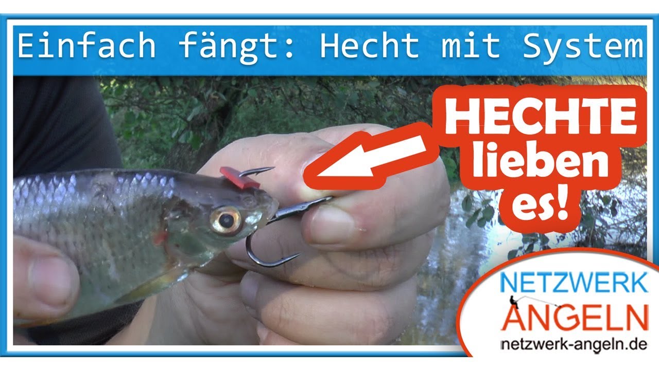 Einfach fngt: Hechtangeln mit Kderfisch am System