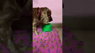 Bowl for English Cocker Spaniels || Golden Girl SIMU || # #cockerspaniel #food #pets #dogs #trending