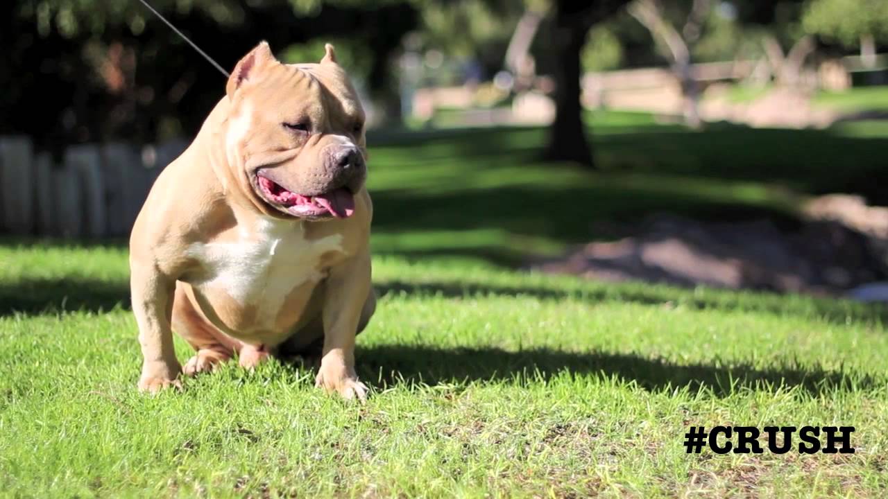 FOLDED STEEL BULLIES