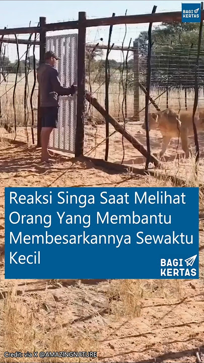 Begini Reaksi Singa Saat Melihat Orang Yang Membesarkannya Dari Kecil