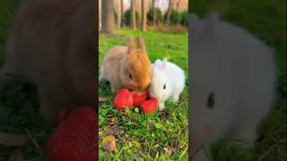 cute dog and duck Funny  rabbit eating carrotshorts viral  youtube shorts