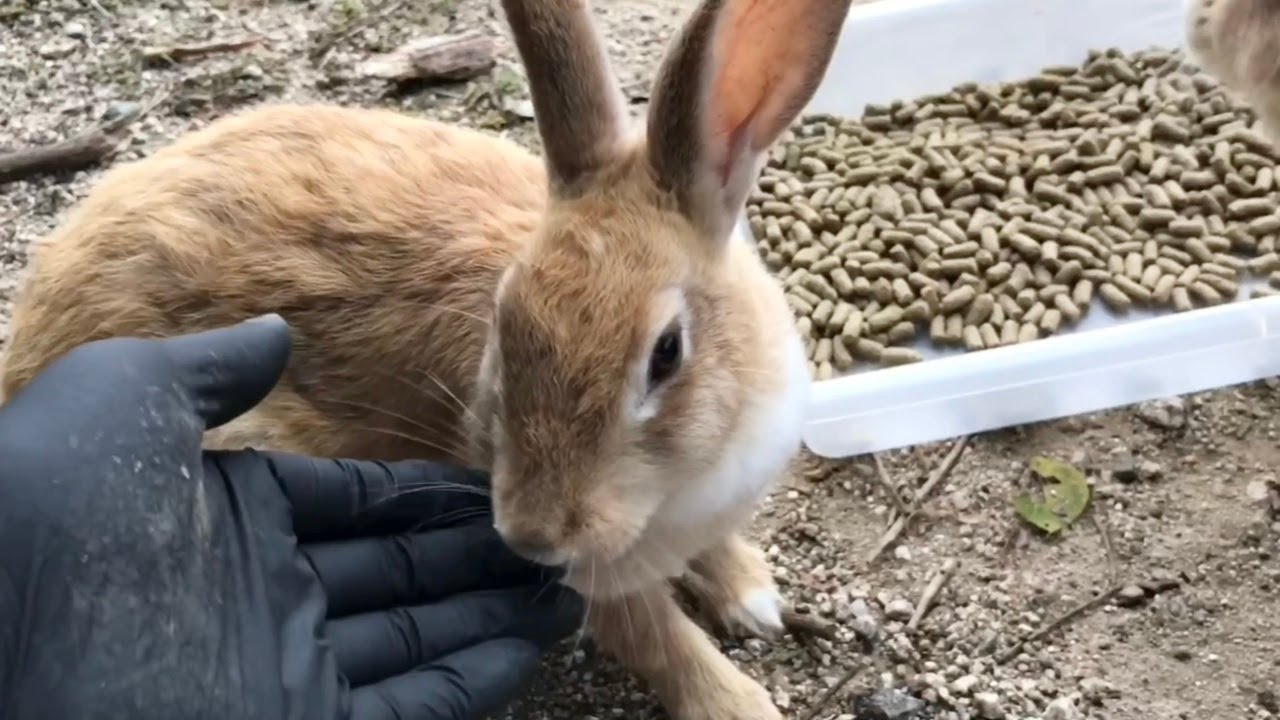 I was petting the rabbit, and it gave me a pat down to make sure I wasn't carrying any weapons.