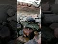 Pássaros na cascata