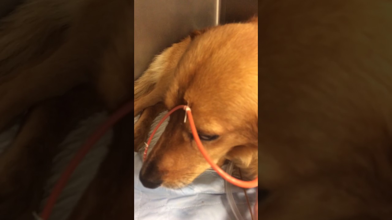 rescue dogs rock nyc Visiting Tack in the hospital