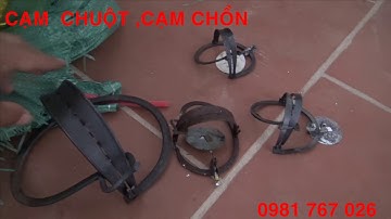 Cạm bẫy chuột, cạm bẫy chồn, cạm bẫy thú giá rẻ