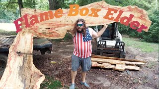 GIANT Flame Box Elder