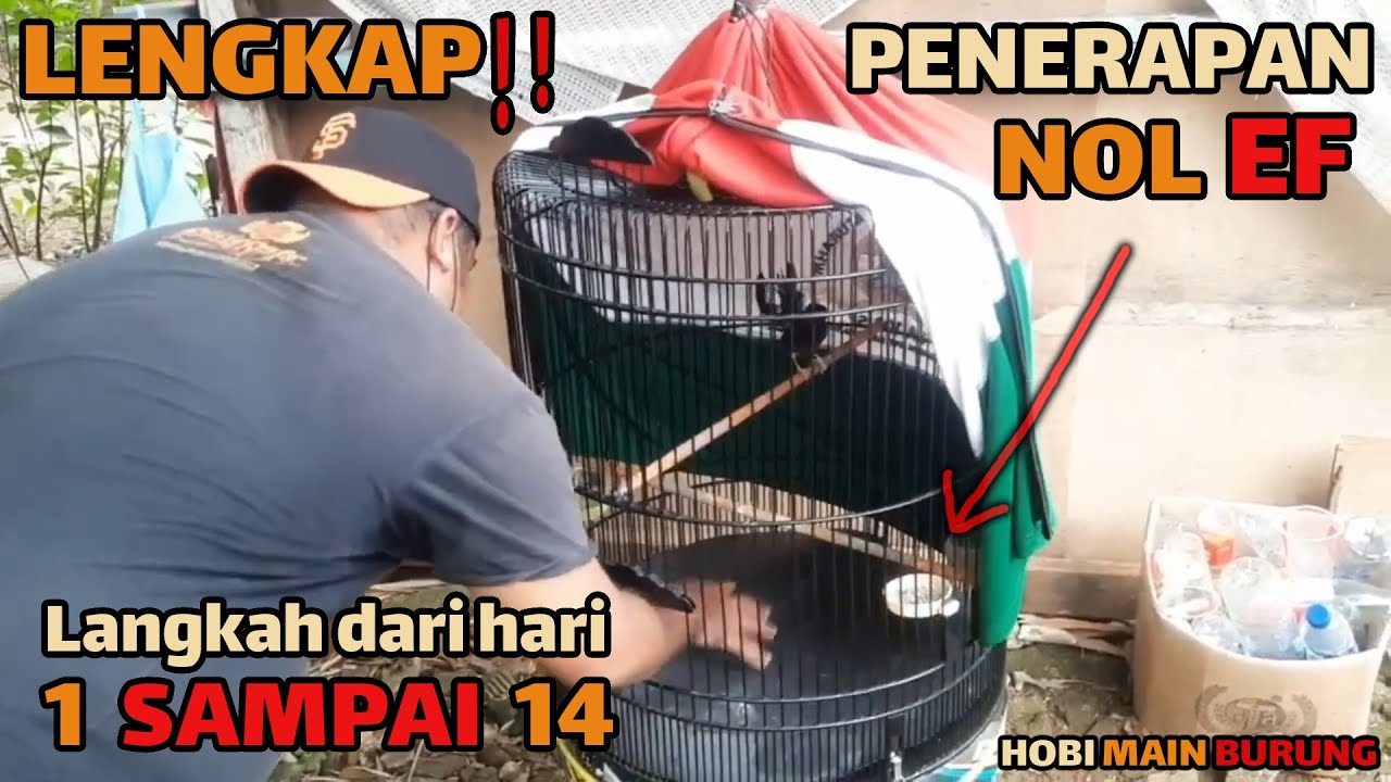 Tutorial Lengkap Menjalankan Nol EF Pada Murai Batu