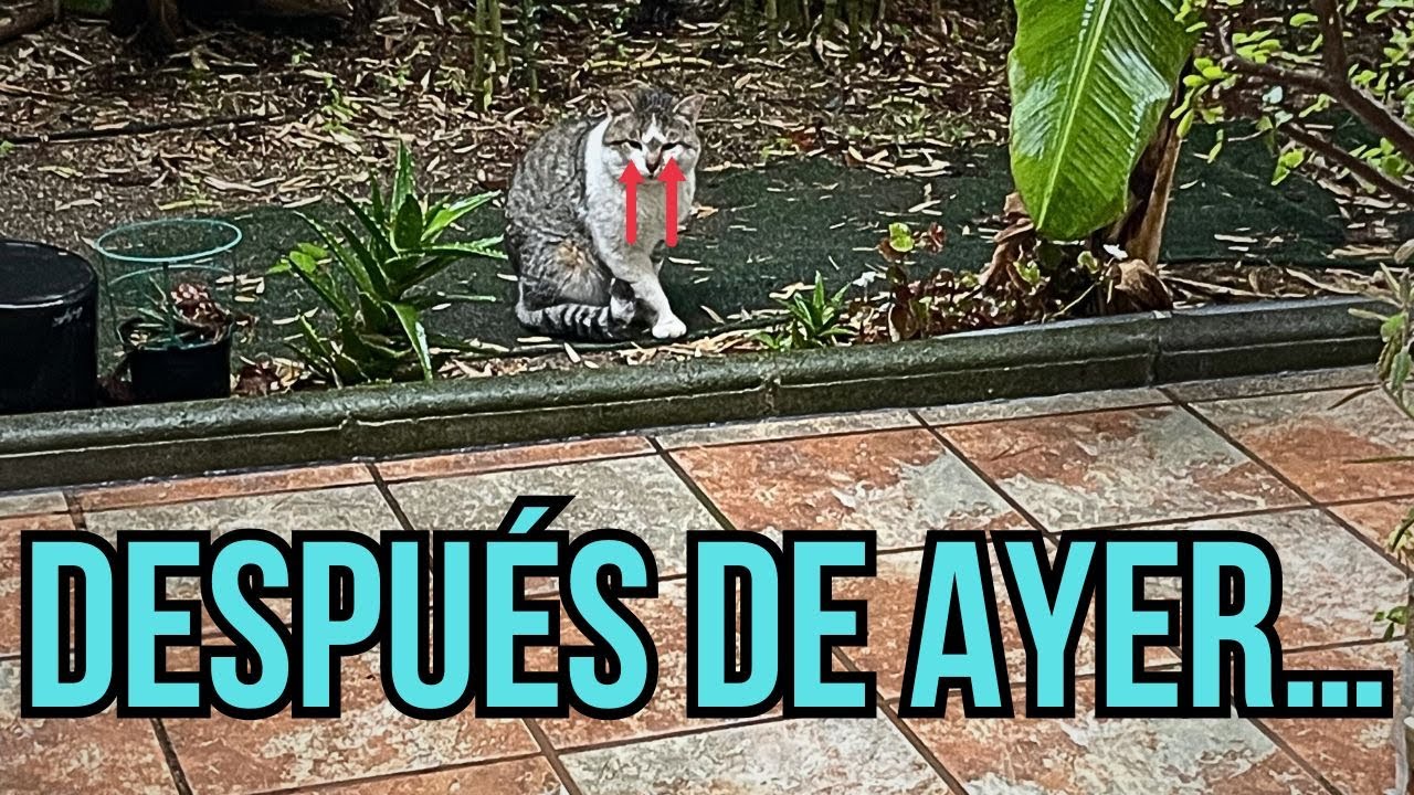 Después de un día sin venir… volvió así | DÚO